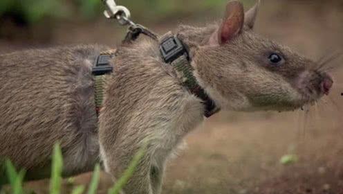 欧美成人狼王视频,揭秘神秘狼群领袖的传奇故事