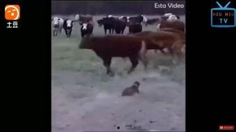 牛牛在线视频,畅享云端娱乐新体验